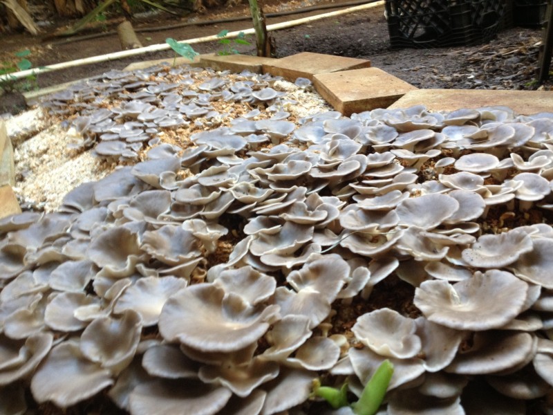 Kauai Grown member Lawai Valley Mushrooms