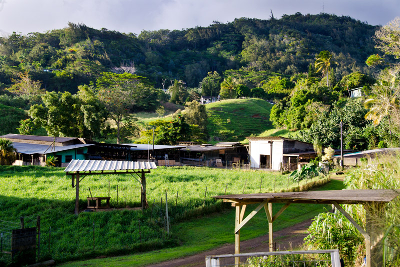 Kauai Grown member 
          Kaneshiro Farms