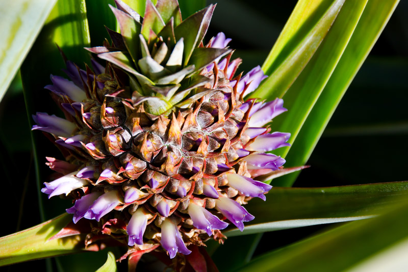 Kauai Grown member 
          Kauai Sugarloaf Pineapple