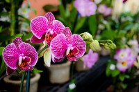 Orchid Alley